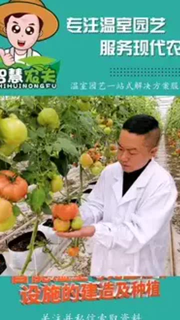 番茄工厂化种植 无土栽培蔬菜 现代化农业 智能温室建设