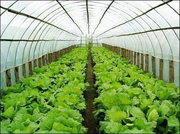 蔬菜栽种技术